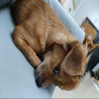 有远见的狗 头像