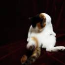 天才打熊猫 头像