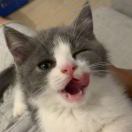 Scott Pan🐒ྀི 头像