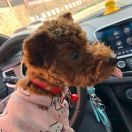 Corleone 😷 头像