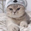 憨憨老猫咪 头像