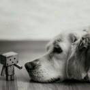 沙皮狗的忧伤° 头像