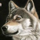 野狼-Murphy 头像