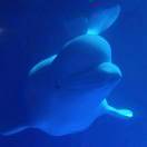 瀑布小团团 头像