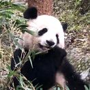 careless whisper 头像