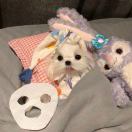 可爱加持器🎋 头像