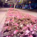 小程序+App极速统一开发 头像