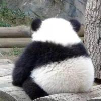 奔跑中的小奶油 头像