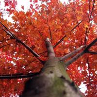 小猪包包👶🏻 头像