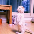 快到碗里来 头像