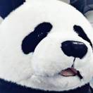 李晨是个人名 头像