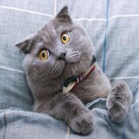 爱吃🐟的猫 头像