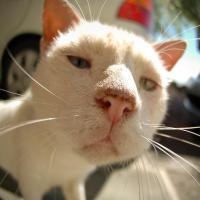 勇敢的打工人 头像