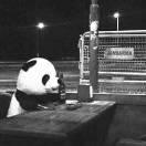 梵高先生。 头像