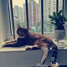 孤独深似海丶你我皆游鱼 头像