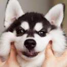 大豆豆小逗逗 头像