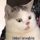 玛卡巴卡小郭🐈 头像