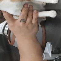 抱住猫猫的头左右摇摆 头像