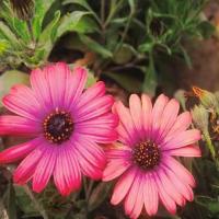 西柚猫猫头 头像