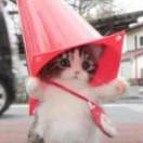 Shadow of the night 头像