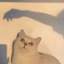 我想要两颗西柚. 头像