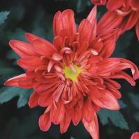 Chrysanthemum 头像