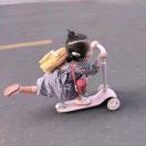 张猫猫 💋 头像