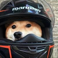 叫我圆鼓鼓好啦 头像