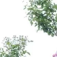 一片柠檬c 头像