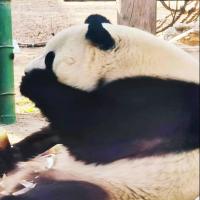 卿卿和笑 头像