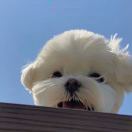 🐳 mi manchi 头像