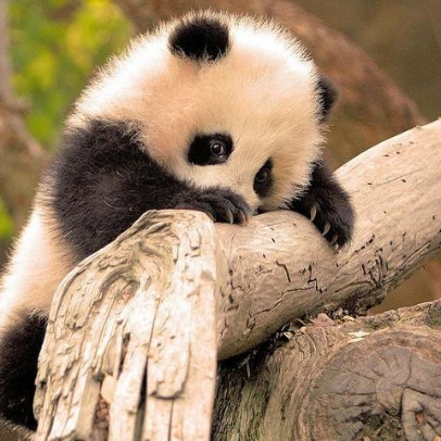 Insist Every Day 头像