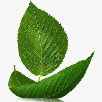 金黄的稻穗 头像