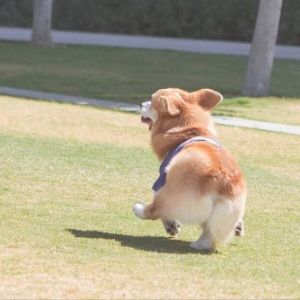 好贱的一只羊 头像