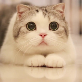 乘舟闻鹊语 头像