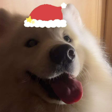 狗不李李李李包子 头像